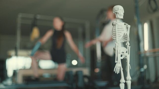 Human skeleton model in a pilates studio for anatomy study