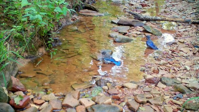 Two juvenile Eastern Bluebirds bathing in a shallow creek in late summer