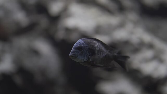 Blue dolphin cichlid Cyrtocara moorii swimming in an aquarium. Humphead cichlid fish underwater in tank with rocky background, exotic freshwater aquatic pet wildlife.