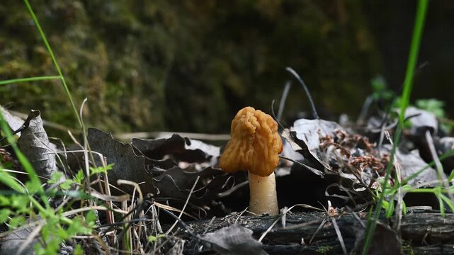 Morel Mushroom Morchella esculenta Growing on Forest Floor in Spring Woodland. 4K 60fps