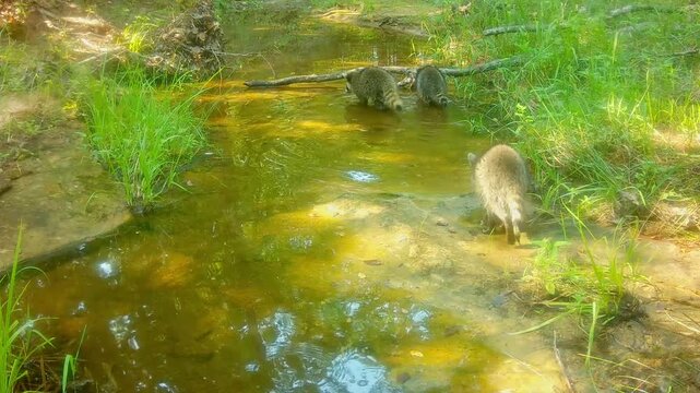 Three adorable little baby raccoons wading in a shallow creek on a fall evening, with two climbing on the creek bank to the left and then returning back