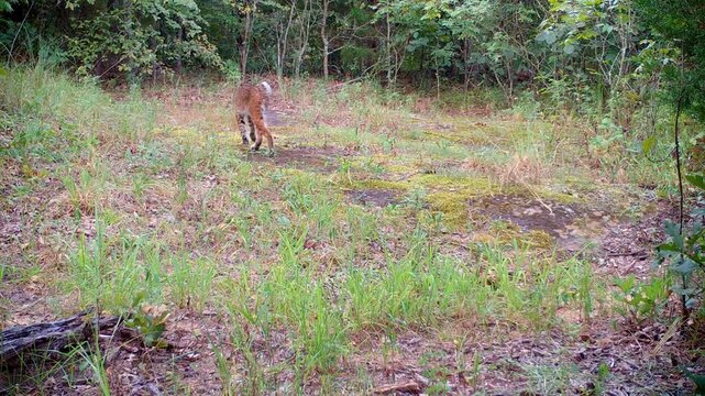 Beautiful bobcat walking across the view from right to let in an opening in the woods on a fall morning, looking back and vocalizing
