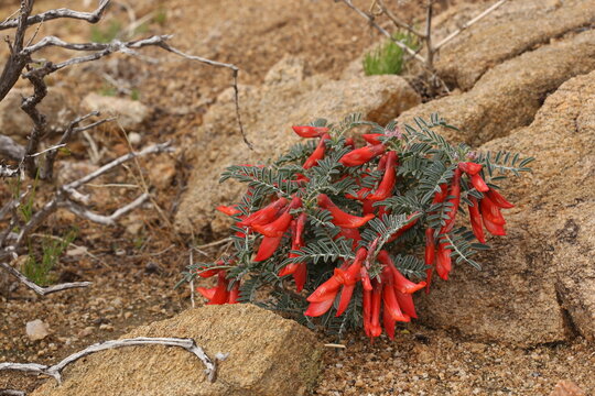 Cancer Bush (Sutherlandia frutescens) photographed in it's natural habitat. This important medicinal plant is an African Legume with a long history in traditional medicine.