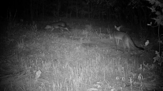 Two gray foxes on an autumn night, one gets on the ground submissively, run away, then returns while the other ignores it