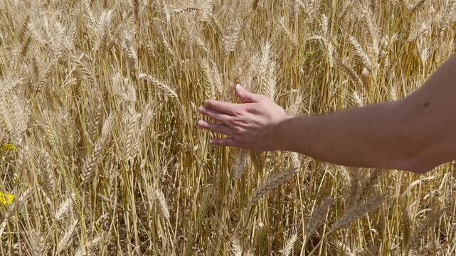 Farmer hand touching golden ripe wheat ears in field before harvest on sunny summer day