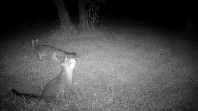 Two gray foxes eating persimmon fruit off the ground on a fall night in the back yard