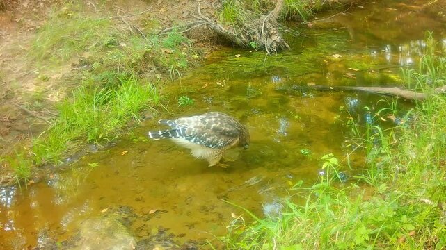 Beautiful Red-shouldered hawk getting a drink in a shallow creek in fall