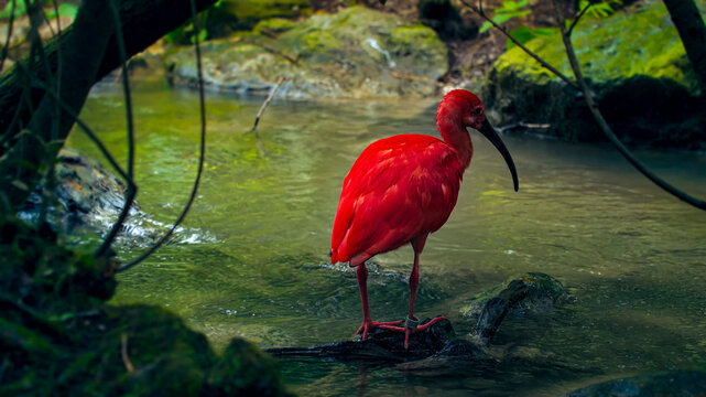 Red ibis bird foraging in a jungle river