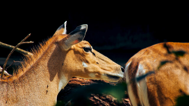 Nilgai antelope specimens grazing in savannas