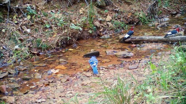 Blue Jay and two Red-headed woodpeckers drinking at a small creek in fall