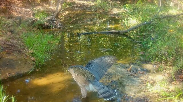Cooper's hawk in a standoff with a squirrel at a small creek, trying to keep it away, but the squirrel scares the hawk away instead; part 2