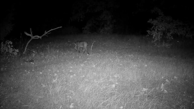 Large bobcat crossing an opening at night in fall