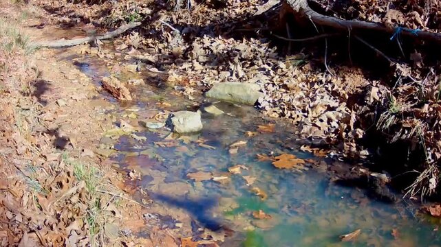 Large, restless flock of beautiful Common Grackles drinking at a creek in winter sun; they fly off and return, and then fly off again