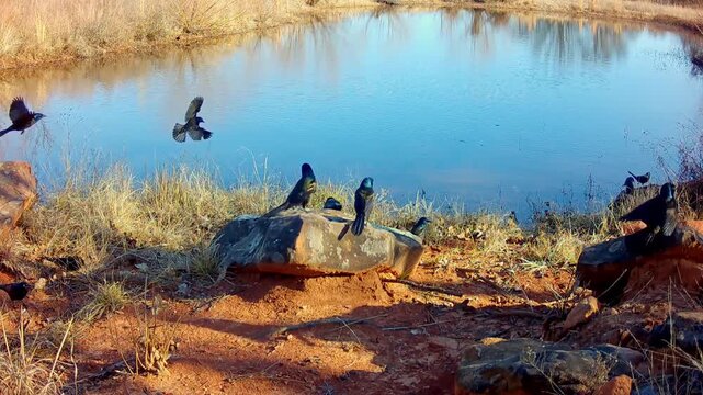 Large flock of Common Grackles landing at a small pond to drink and bather on a sunny winter morning