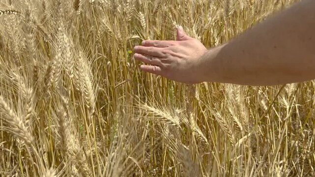 Farmer hand touching golden ripe wheat ears in field before harvest on sunny summer day