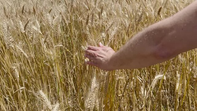 Farmer hand touching golden ripe wheat ears in field before harvest on sunny summer day