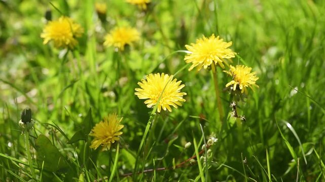 Yellow dandelion flowers trembles in the wind on meadow - Springtime floral nature background, windy weather.