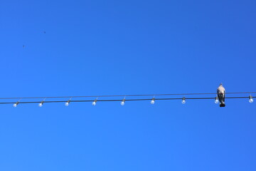 Pigeon posé sur un fil électrique avec guirlande lumineuse sous ciel bleu © Bovek Photography