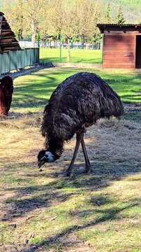 Emu bird pecking grass and feeding in an outdoor enclosure on a farm