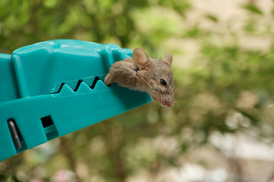 Close-Up Dead Mouse Clamped in Teal Plastic Snap Trap Outdoo