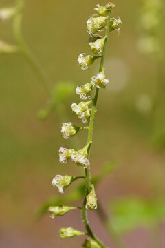 Close up flowers of Tellima grandiflora, bigflower tellima, fringecups. Family Saxifragaceae. Spring, May, Netherlands.