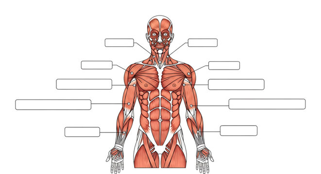Anterior view of human muscular system, anatomical illustration of male torso and arm muscles