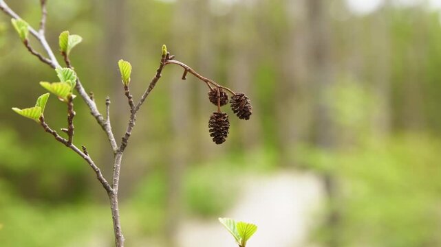 Emerging alnus glutinosa buds and catkins in soft forest morning light with blurred green background