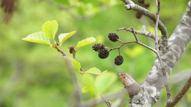 Alnus glutinosa branch with mature cone-like fruit and fresh green leaves in soft natural light