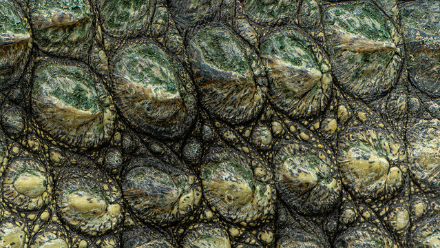 Full-frame macro of crocodile or alligator skin showing detailed scale pattern in green and gold tones. Exotic reptile texture for luxury, fashion, and wildlife design backgrounds.