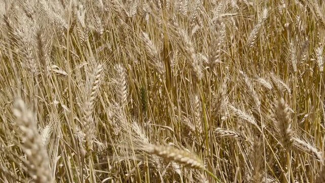Golden ripe wheat field ears close-up on sunny summer day