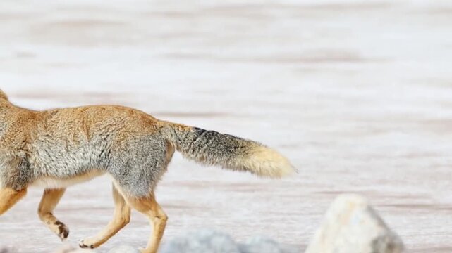 Andean fox walking on a rocky terrain in the high andes mountains