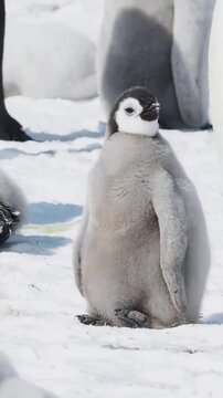 Adorable fluffy emperor penguin chick standing in the antarctic snow