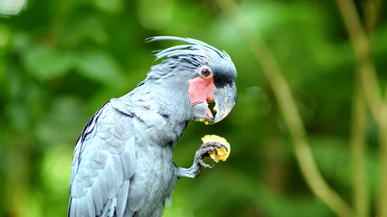 Fototapeta premium Close-up of a black palm cockatoo eating food from its claw with a blurry green forest background.