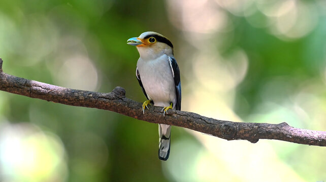 A colorful silver-breasted broadbill bird perched on a branch in a forest with bokeh background.