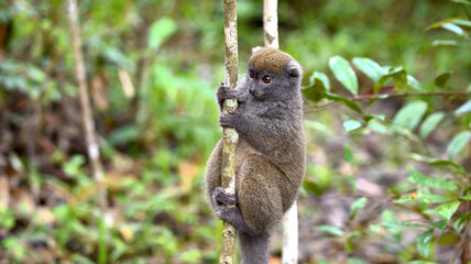 Close-up of a furry grey bamboo lemur clinging to a thin branch in a tropical green forest. © AHMED BADAWY
