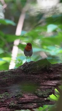 Small japanese robin bird perched on a mossy tree trunk in the forest