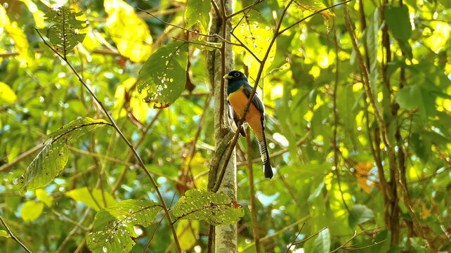 vibrant Amazonian Trogon, dark blue head and deep orange belly, perched in a sunlit rainforest canopy with dense green foliage. High resolution, sharp detail, available for stock use.