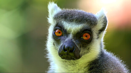 Fototapeta premium Close-up portrait of a ring-tailed lemur with striking orange eyes. Sharp detail on facial features, soft blurred green background. Ideal for premium wildlife and nature stock photography.