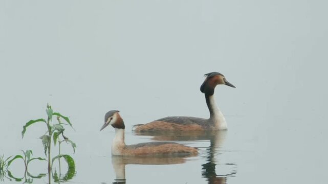 Two great crested grebes swimming in a calm lake