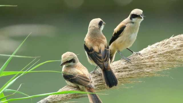 Three isabelline shrikes perched on a dry reed stalk in nature