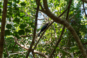 Fototapeta premium Yucatan Jay Bird Perched on Tree Branch in Tropical Jungle Mexico