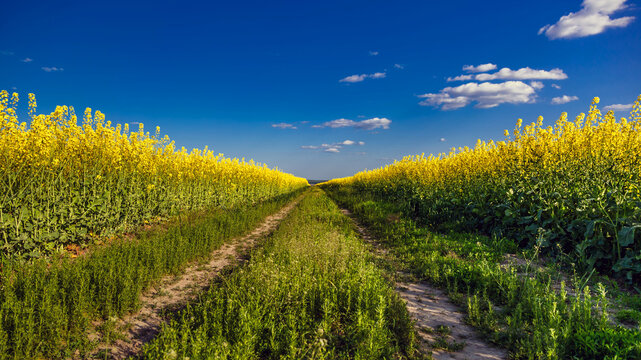 Blooming rapeseed (Brassica napus).Yellow field and blue sky with clouds.Agricultural field with rapeseed plants. Oilseed, canola, colza.Blooming yellow canola flower meadows.