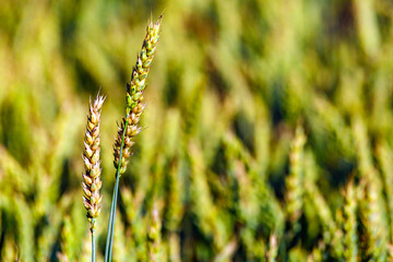Fototapeta premium Young green spikelets of cereals.Harvestable wheat field blue sky white clouds.Wheat close up.Agricultural farm.