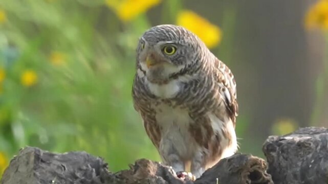A small asian barred owlet perched on a log eating its prey in nature