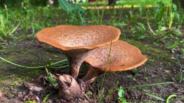 Close-Up Macro of Polypore Fungus Growing in Nature