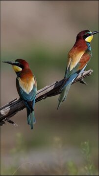 Two european beeeaters perched on a dry branch in the wild