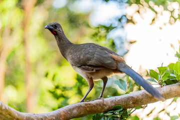Plain Chachalaca Bird Perched on Tree Branch in Yucatan Jungle Mexico