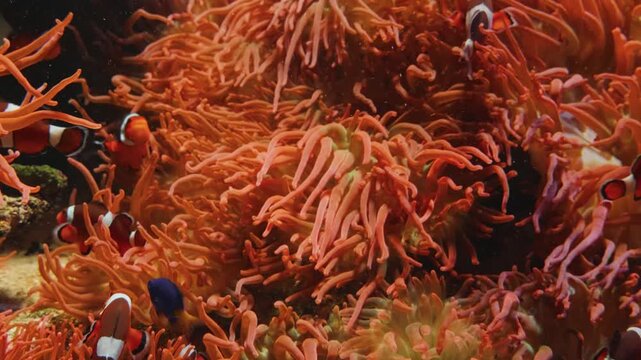 A close up shot of a vermilion rockfish (Sebastes miniatus) swimming gracefully in a dimly lit tank at the Vancouver Aquarium in Stanley Park.