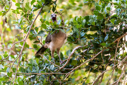 Plain Chachalaca Bird Perched on Tree Branch in Yucatan Jungle Mexico