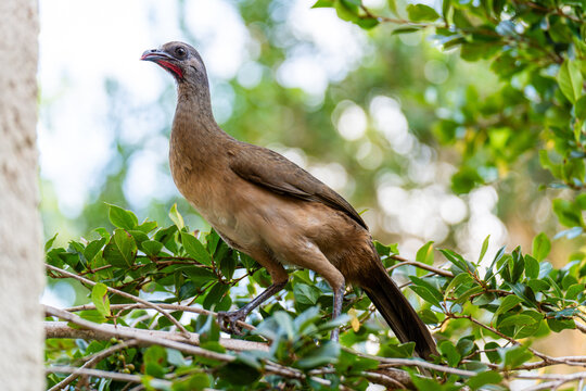 Plain Chachalaca Bird Perched on Tree Branch in Yucatan Jungle Mexico